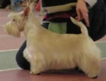 The Scottish terrier. A kennel Scottish terriers Ot SofiiEleny. Скотч терьер. Питомник Скотч терьеров от Софии Елены.
