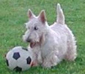 The Scottish terrier. A kennel Scottish terriers Ot SofiiEleny. Скотч терьер. Питомник Скотч терьеров от Софии Елены.
