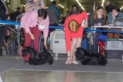 EURASIA2 Chelsi ot SofiiEleny in 16 months 1st place in the Open class   